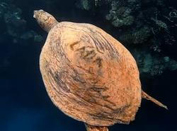 Čech vyryl na krunýř želvy jméno Láďa