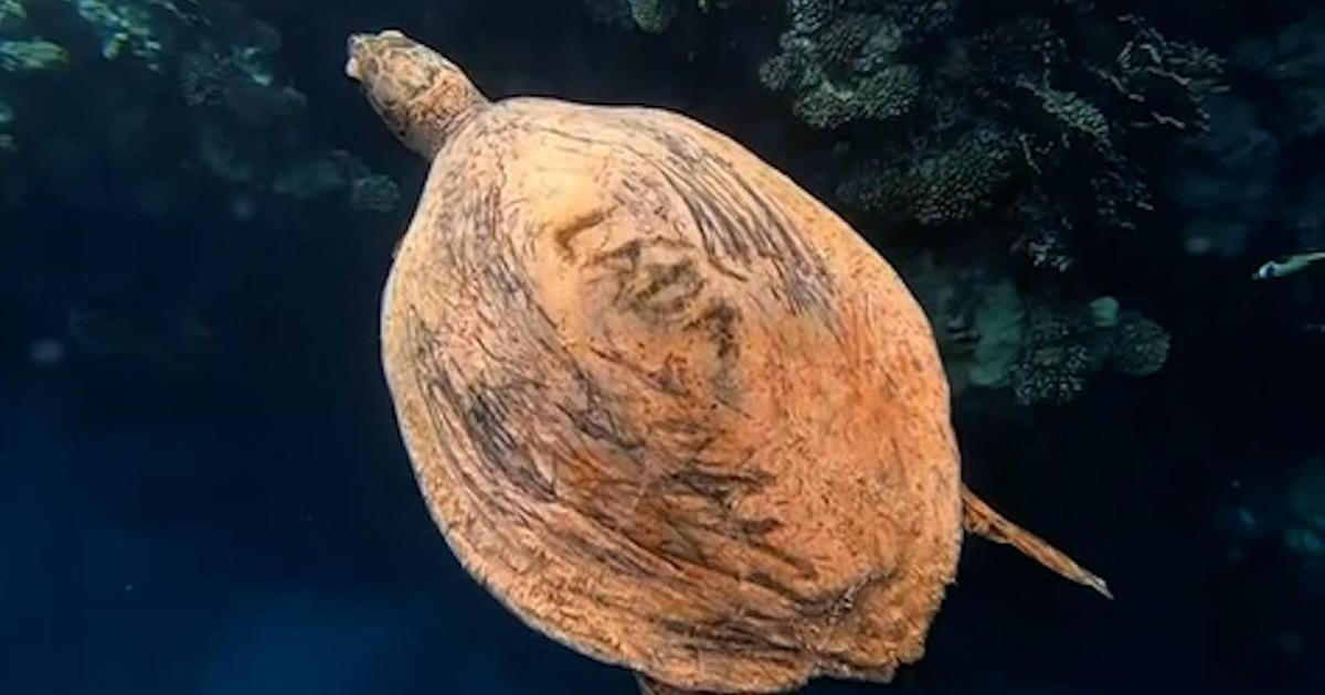 Čech vyryl na krunýř želvy jméno Láďa