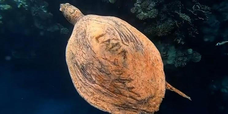 Čech vyryl na krunýř želvy jméno Láďa