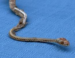 Sam Blackburn se po 22 letech se nečekaně znovu setkal se svým dětským mazlíčkem, hadem Sidneyem.