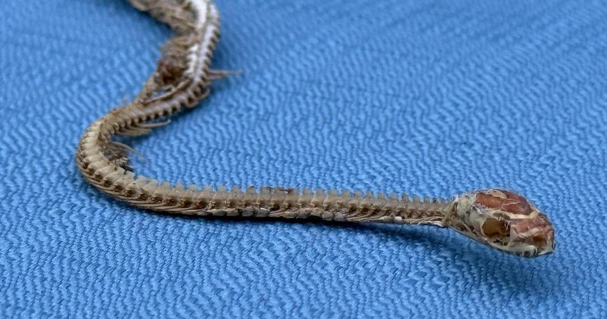 Sam Blackburn se  po 22 letech se nečekaně znovu setkal se svým dětským mazlíčkem, hadem Sidneyem.