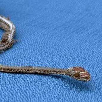 Sam Blackburn se  po 22 letech se nečekaně znovu setkal se svým dětským mazlíčkem, hadem Sidneyem.