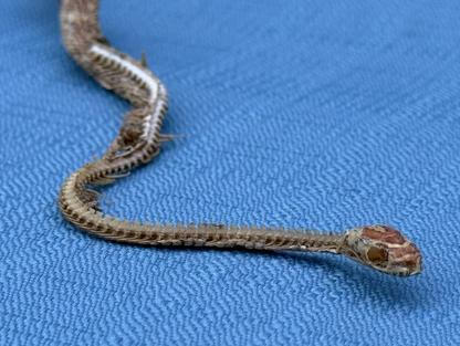 Sam Blackburn se po 22 letech se nečekaně znovu setkal se svým dětským mazlíčkem, hadem Sidneyem.