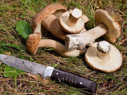 Ilustrační snímek (houby, houbaření, nůž)