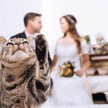 I v den jejich svatby je kočka v centru pozornosti