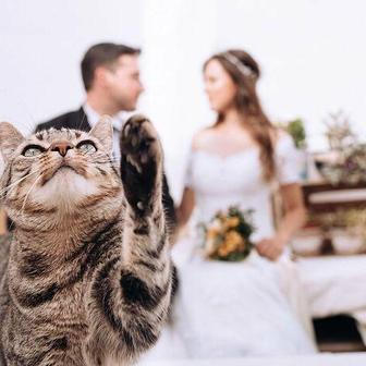 I v den jejich svatby je kočka v centru pozornosti