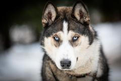 Šediváčkův long 2025