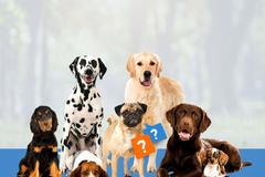 kvíz - poznáte plemena psů