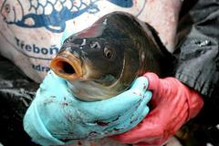 Do Prahy přijeli vánoční kapři