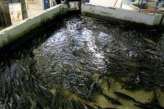 Do Prahy přijeli vánoční kapři