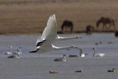 Strach z ptačí chřipky