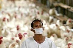 Ptačí chřipka - Indonésie