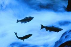 Lososi překonávají proud řeky