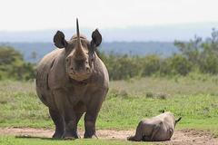 Nosorožec dvourohý.