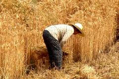 Čínské zemědělství