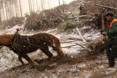 Vysoké Tatry rok po vichřici