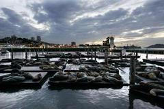 Lachtani spí v San Francisku