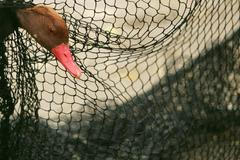 Ptačí chřipka ve Francii