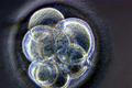 embryo