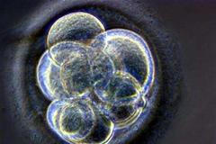 embryo