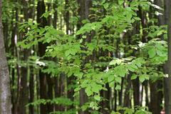 Lesy - ilustrační foto