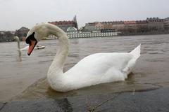 Labuť na zatopené náplavce pod Palackého mostem v Praze