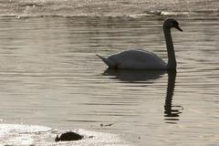 Mršina lysky velké na Podhradském rybníce, asi kilometr od nálezu uhynulé labutě pod mostem přes Vltavu