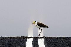 Když má příroda převahu