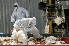 ptačí chřipka v Izraeli