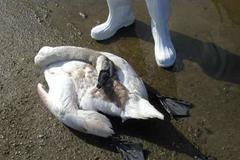 Ptačí chřipka je v Evropě