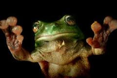 Tropická žába - nový komáří repelent