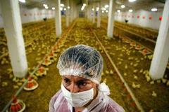 Drůbeží farma v Rumunsku