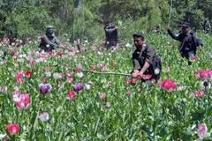 Ty jarní květy musí pryč!