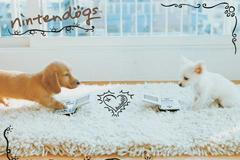 Nintendogs