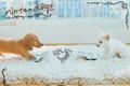 Nintendogs