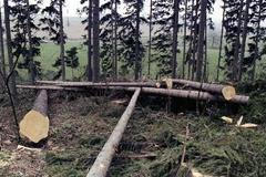 Kácení lesa - ilustrační foto