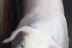 Svítí už od stvoření