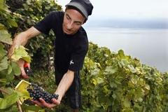 Je libo červené, nebo bílé?