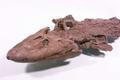 Tiktaalik roseae