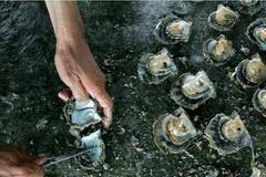 I v otevírání ústřic se dá soutěžit