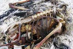 Pacifik ekologie znečištění