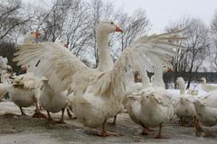 Roztažená křídla