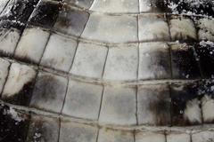 Aligátoří farma 1