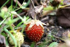 Jahody v lednu. Počasí je věda.