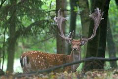 Daněk v Jabkenické oboře