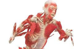 Výstava Bodies... The Exhibition