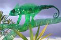 Výstava Zvěrstvo - 12. Chameleon obrovský (Chamaeleo oustaleti) petlahve, výška 33 cm, délka 89 cm (celek 176 cm), 2004