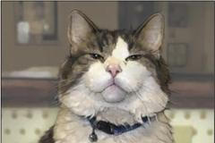 Kocour, co věští smrt