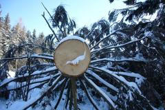 Uříznutý strom v lese po vichřici