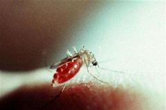 Komáři malárie 3